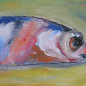 Sardine
